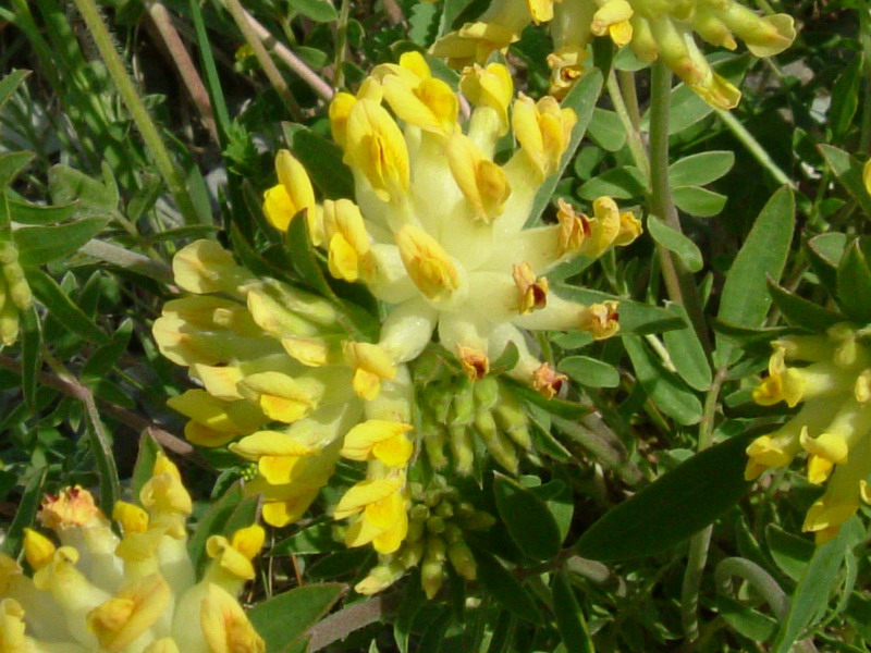 Anthyllis vulneraria